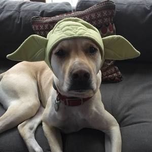 Meet your Posher, Alice